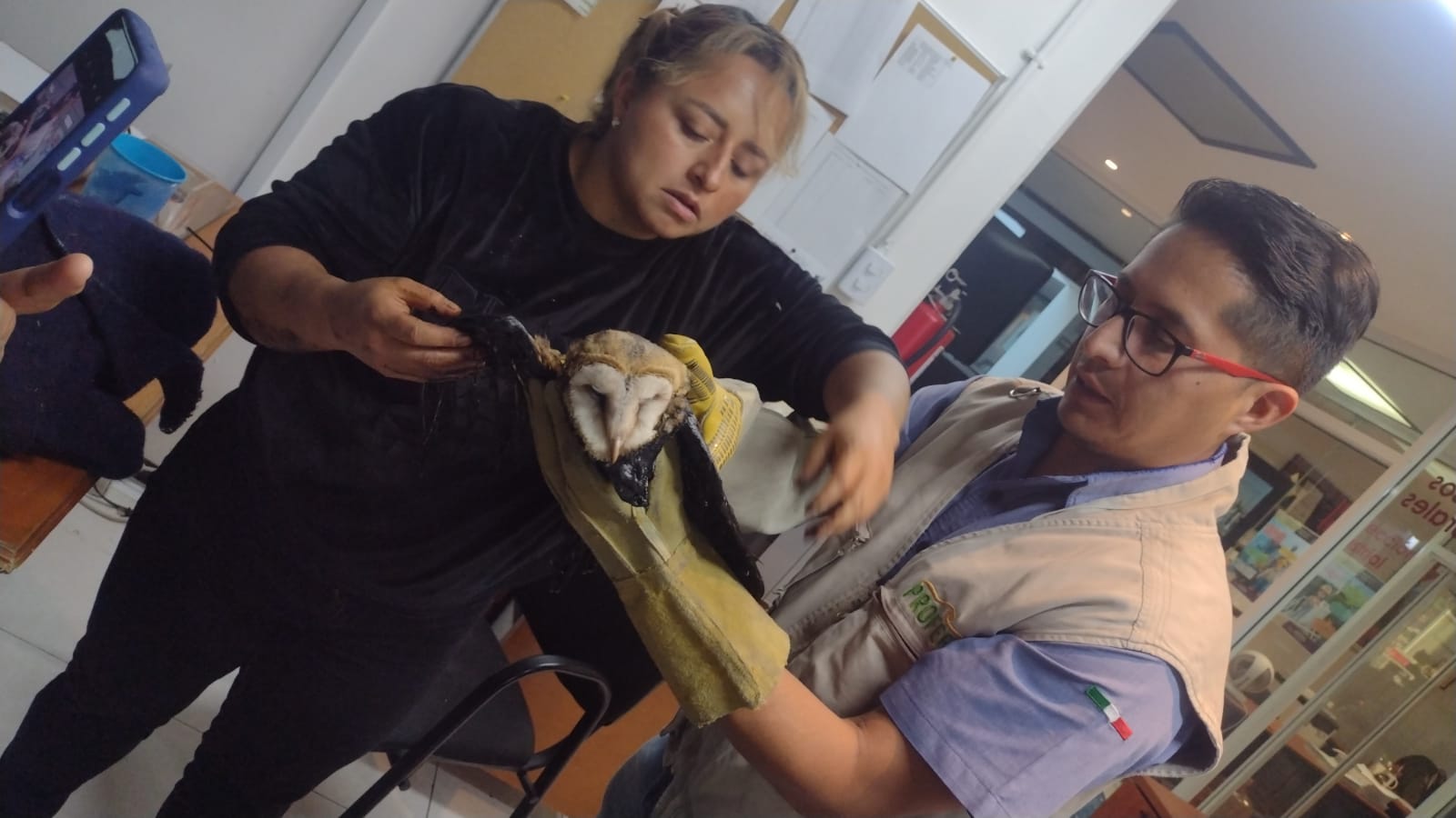 Rescatan a una lechuza bebé en Cuautepec