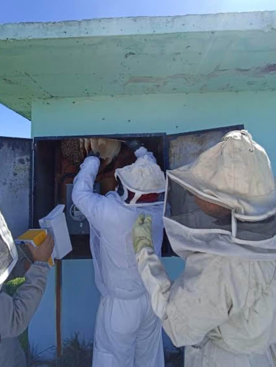 24 enjambres de abejas y 20 de avispas han sido atendidos en lo que va del año