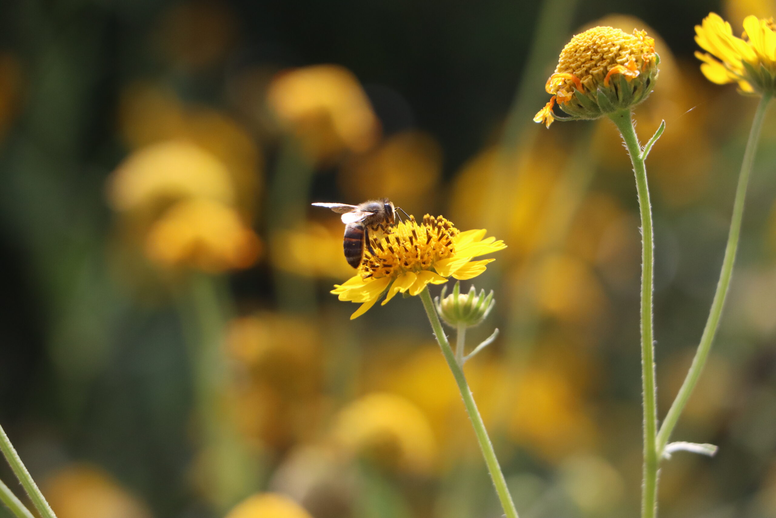 Hidalgo celebra y protege a sus polinizadoras, clave para la vida y la