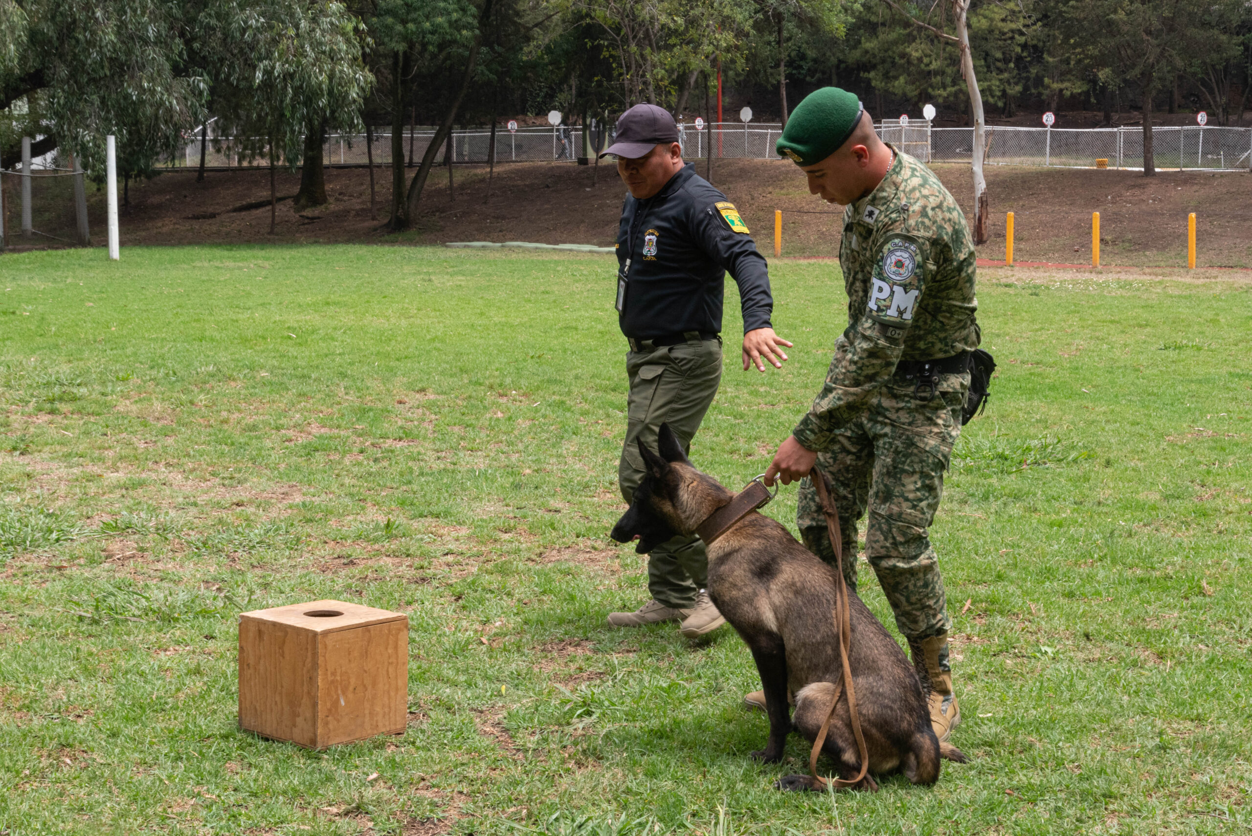 Héroes de Cuatro Patas: Los Perros del Ejército que Salvan Vidas y Previenen Desastres