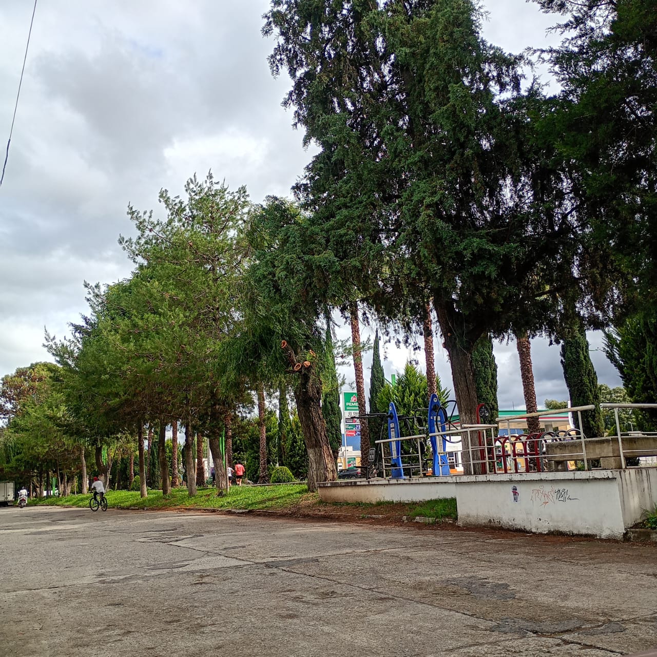 Afectó temporal de lluvias a seis árboles; cuatro colapsaron