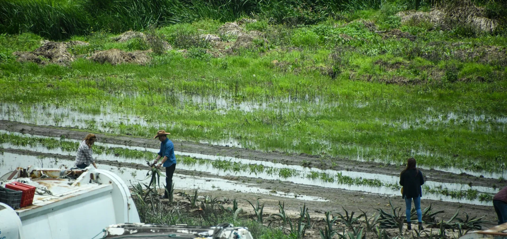 Pérdidas en el campo de por lo menos 7 mil pesos por hectárea, por exceso de agua