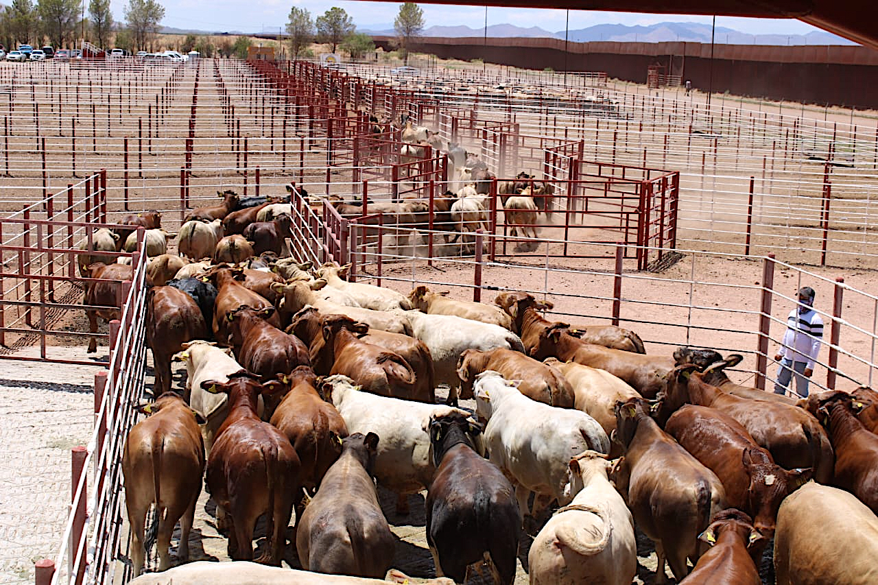 Reactivan exportación de ganado mexicano a EUA