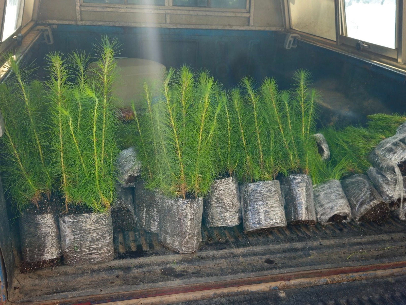 Santiago Tulantepec impulsa la reforestación para transformar el medio ambiente