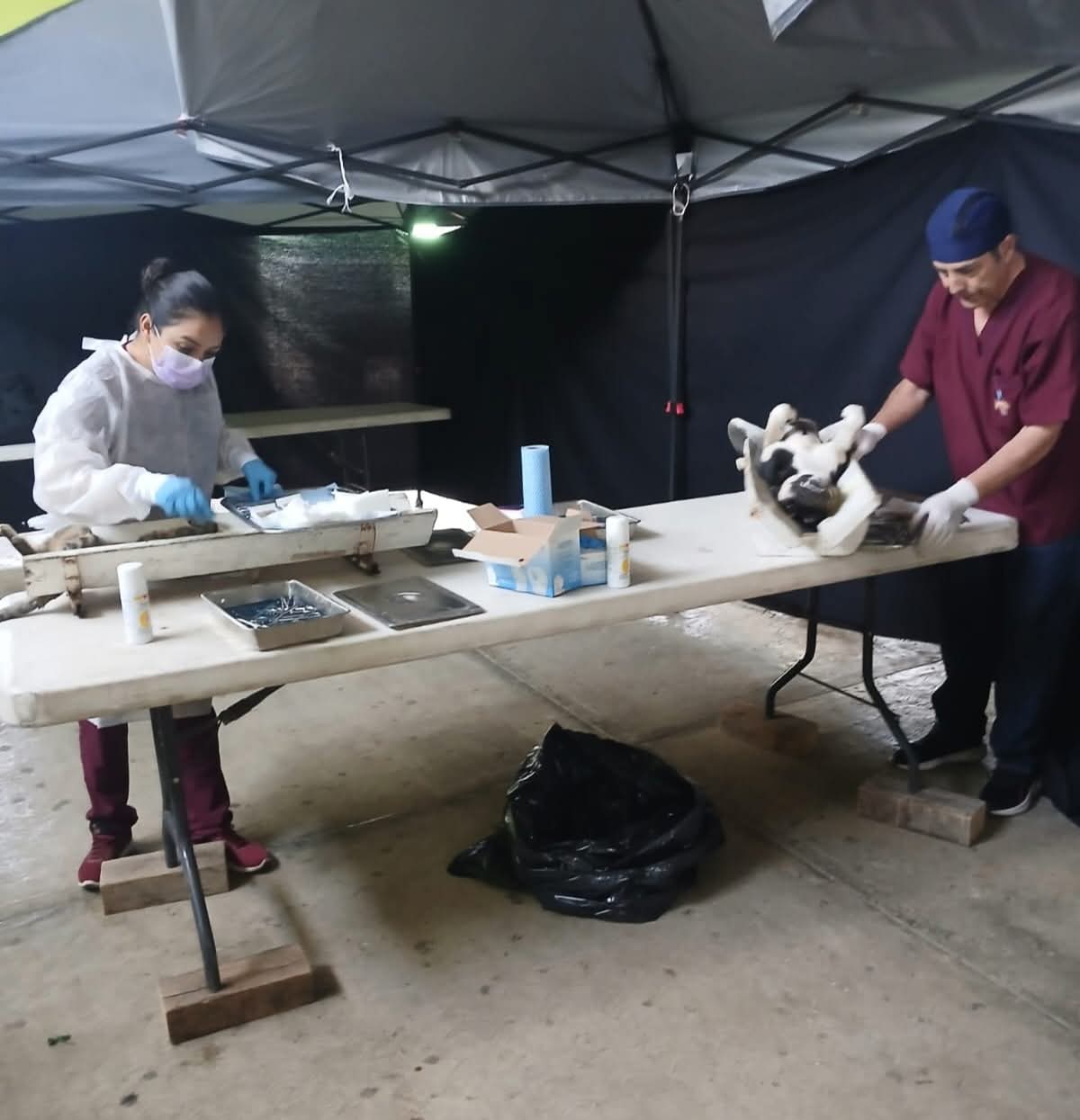 Prepara gobierno de Cuautepec jornada de esterilización canina y felina en la cabecera municipal