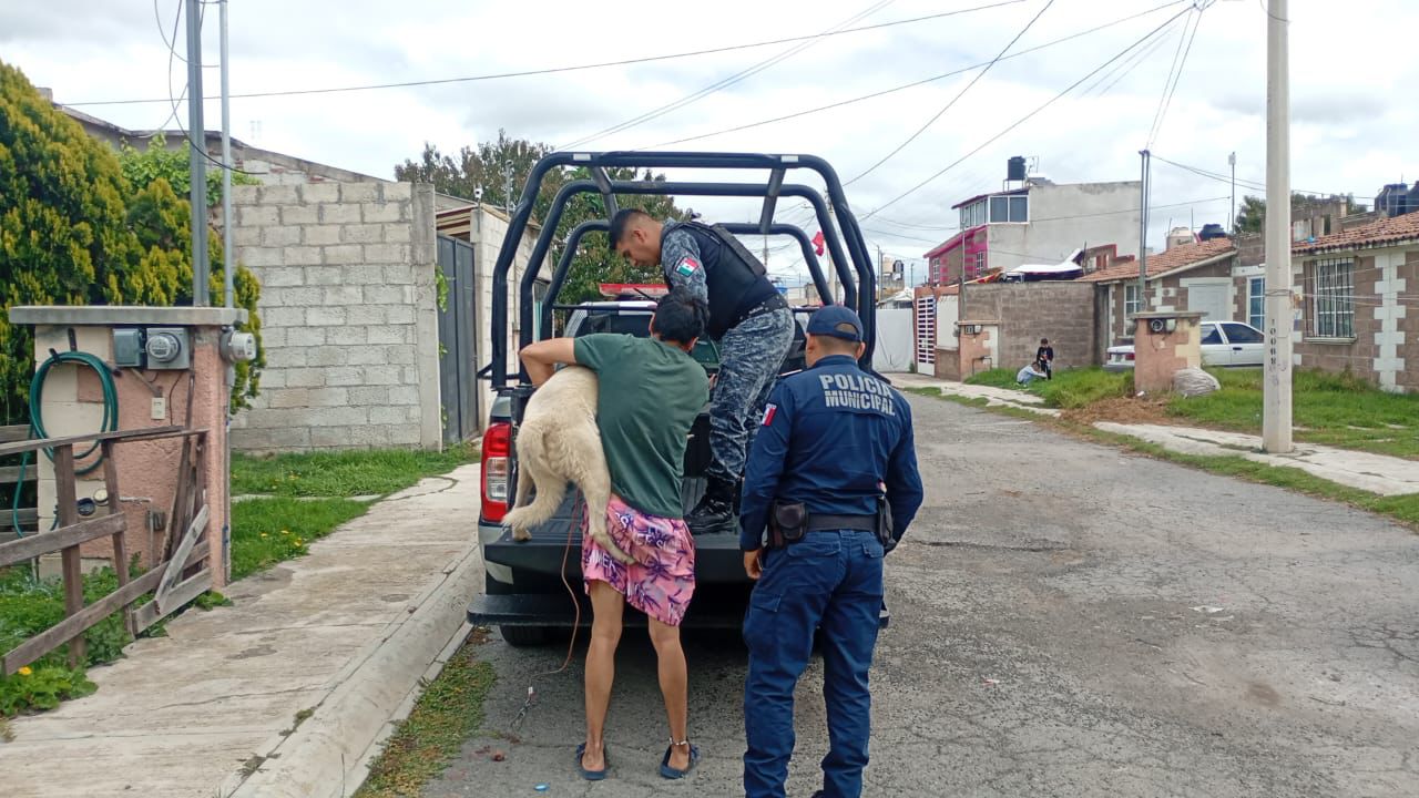 Resguardan a Aslan e inician investigaciones sobre posible maltrato animal en Las Glorias