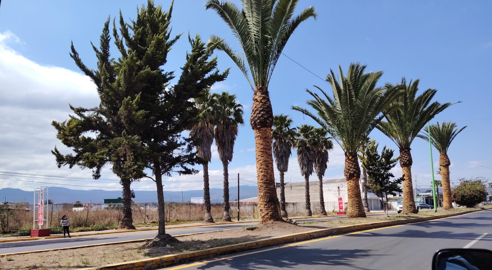 Registra Medio Ambiente 16 % de avance en intervención de palmeras