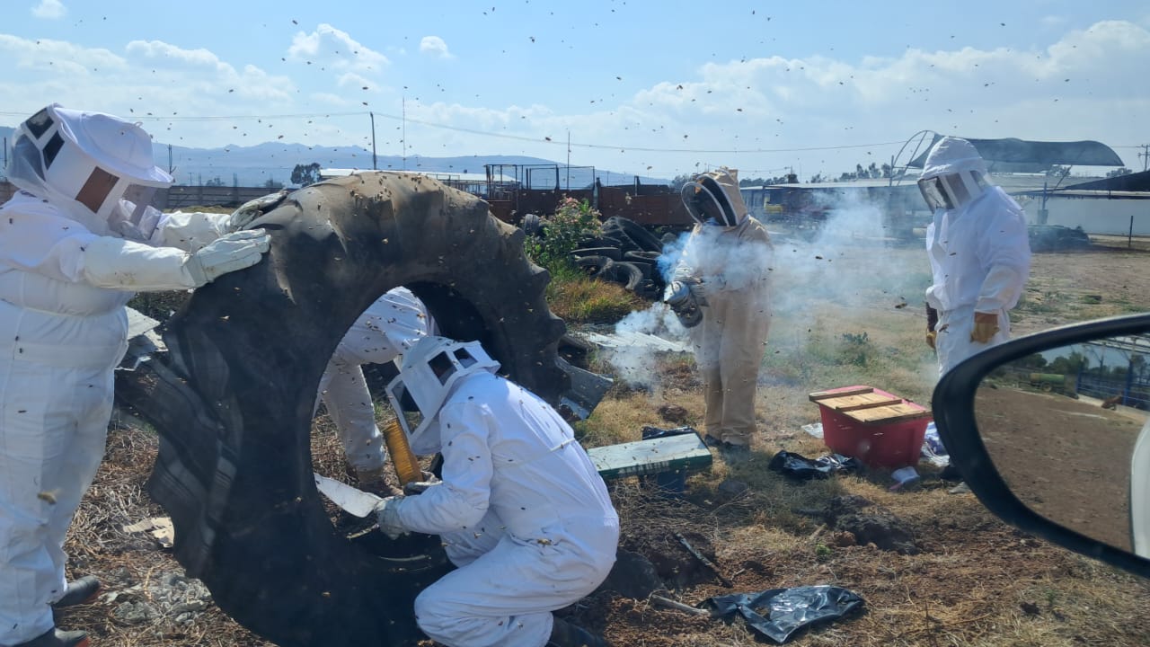 Rescatan cuatro enjambres de abejas, en Tulancingo en lo que va del año