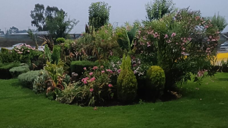 Apuesta gobierno de Tulancingo por compostaje para la preservación de parques y jardines