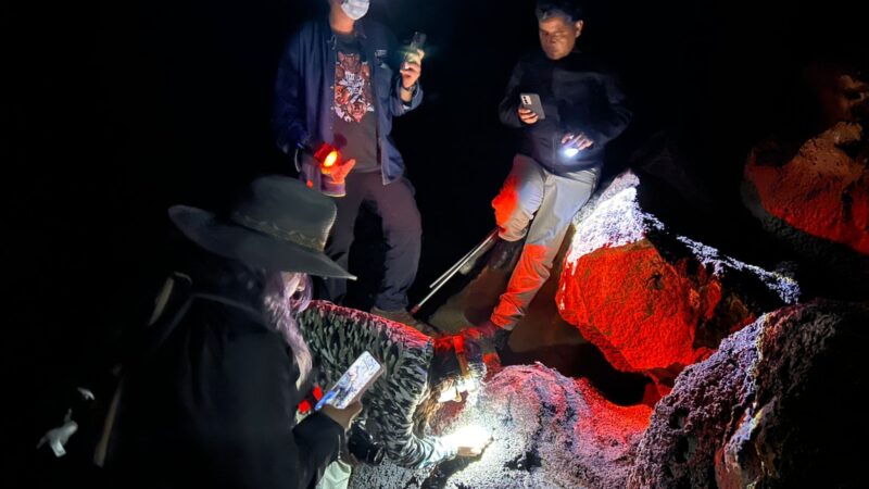 Hidalgo fortalece la conservación de murciélagos tras registro relevante en cueva de Cuautepec