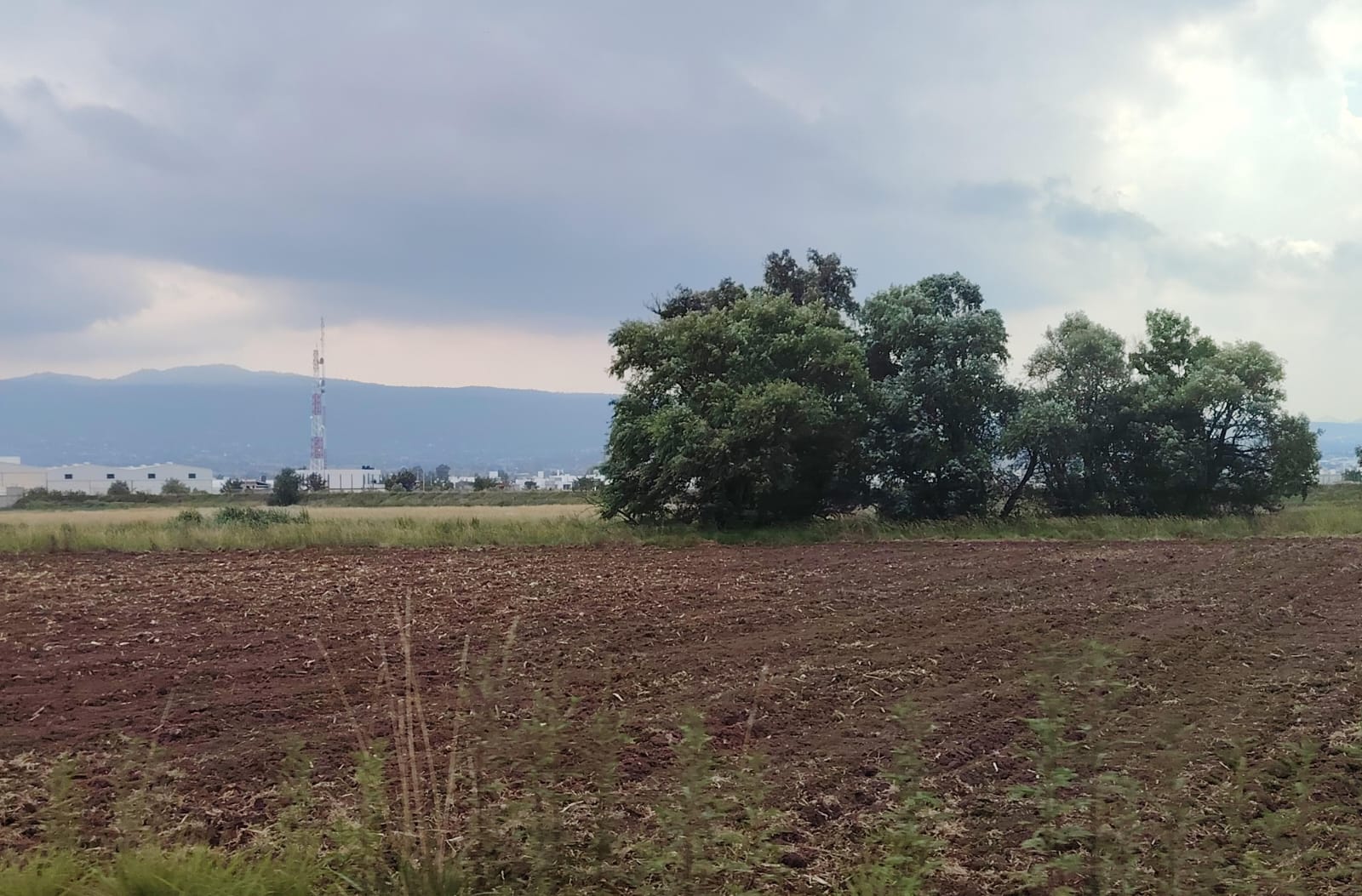 Precipitaciones generan optimismo en el campo tulancinguense